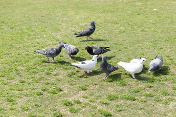 Flock Of Pigeons Grazing On Lush Green Grass Field Outdoors