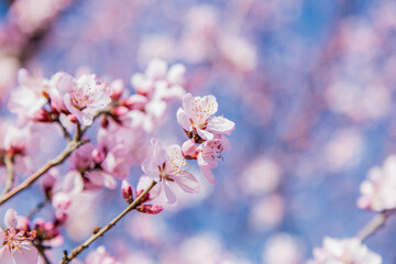 Fresh Spring Cherry Blossom Flower Petals Close Up Macro Photography in Bloom