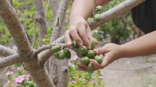 Fresh Spondias Purpurea (Jocote), Natural Produce from Honduran Farms