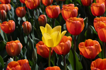 Gelbe Tulpe im orangen Tulpenfeld (nah)