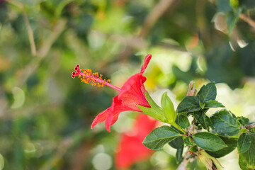 A close-up of a red Chinese rose. Hibiscus rosa-sinensis. Red hibiscus flower macro background. Hibiscus flower close up
