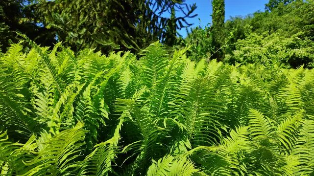Lush green, softy ferns growing in dense clusters in a cultivated and beautiful garden.