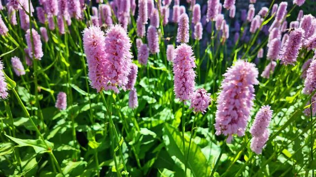 Purple Bistort spiky flowers blooming in dense clusters with bee under sunny environment.