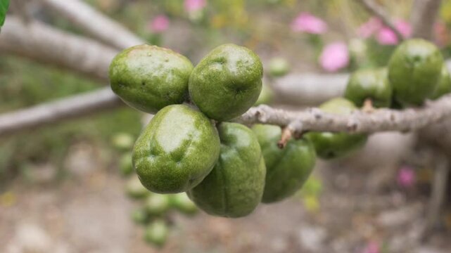 Traditional Tropical Fruit Harvest, Fresh Jocotes in Central America