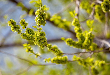 Chinese Elm Seed Clusters on Branch under Clear Blue Sky Close Up
