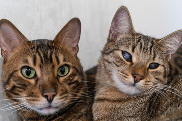 Fototapeta premium Bengal and Stray Cat Friendship: A Heartwarming Bond of Love, Resilience, and Companionship in a Cozy Home Setting.