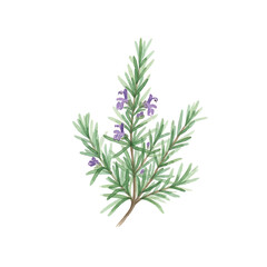 Watercolour Illustration of Rosemary herb on Transparent PNG Background