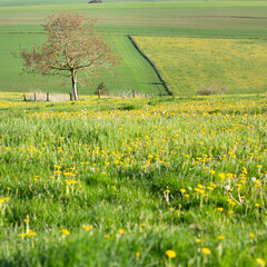 flowers and meadows in rolling hills of luxemburg countryside