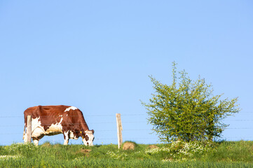 spotted red and white cow grazes near white flowers against blue sky