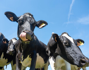 curious black and white spotted cows in green meadow with yellow spring flowers under blue sky