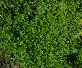 Obraz premium Dense Patch of Green Ground Cover Plants Growing Outdoors in Natural Sunlight