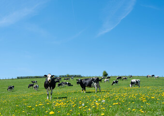 curious black and white spotted cows in green meadow with yellow spring flowers under blue sky
