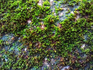 Detailed View of Moss Spread Across an Aged Surface, Showcasing Rich Green Tones and Earthy Texture.