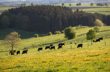 cows graze in meadow in the hills of northern luxemburg