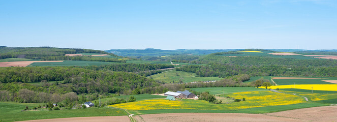 yellow fields in spring near reisdorf in luxemburg