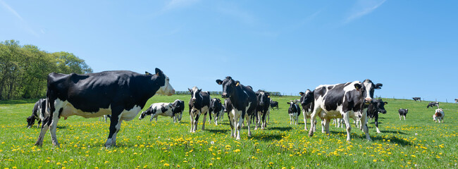 curious black and white spotted cows in green meadow with yellow spring flowers under blue sky
