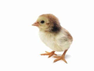 Cute chick isolated on white background 