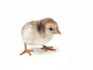 Cute chick isolated on white background 