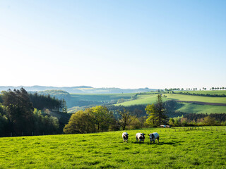 black and white spotted beef cows in green meadow with yellow spring flowers under blue sky in eislek