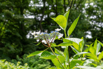 森の中に咲く白い額紫陽花と青い蕾の初夏の景色