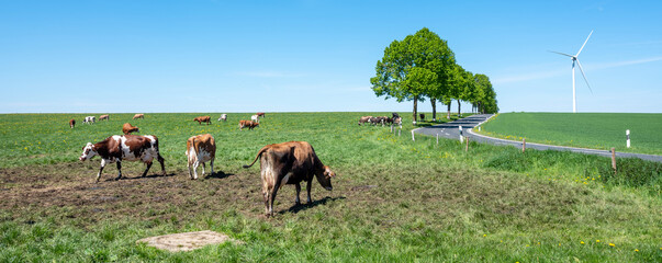 curious brown and white spotted cows in green meadow with yellow spring flowers under blue sky