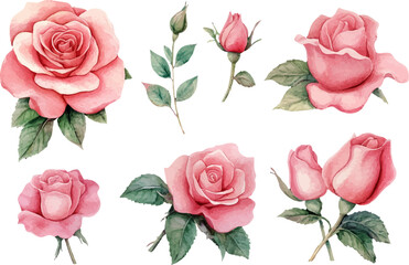 Romantic Pink Rose Flowers