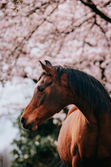 Brown Arabian mare with blossom trees in background, in freedom