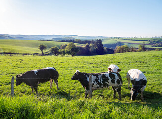 black and white spotted beef cows in green meadow with yellow spring flowers under blue sky in eislek