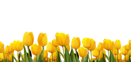PNG Tulip field tulips background flowers.