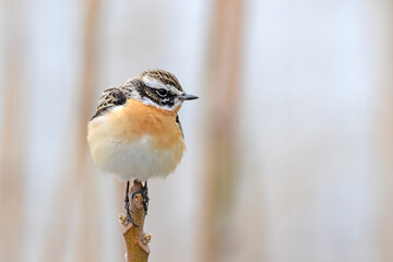 Saxicola rubetra 
