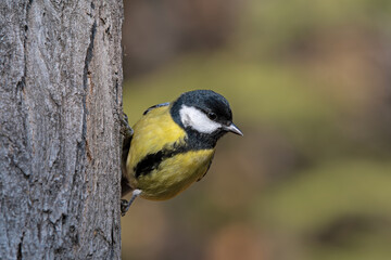 great tit on a branch