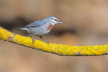 Krüper`s Nuthatch on a branch