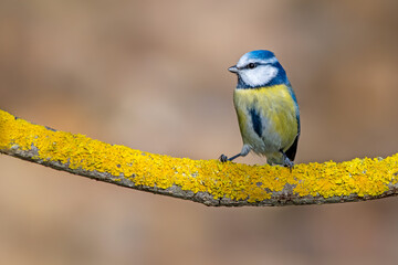 blue tit on a branch