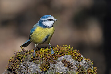 blue tit on the moss
