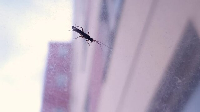 Plecoptera insect with wings and whiskers close-up on glass.