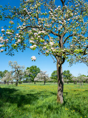 blossoming orchard under blue sky in luxemburg