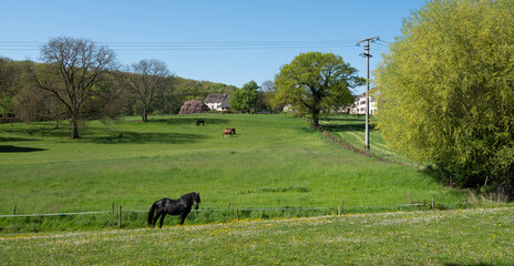 horses graze in luxemburg under blue sky in spring meadow