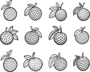 Collection of Lychee Fruit Illustrations.