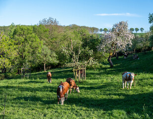 brown cow and calves in orchard near meadow in south luxemburg