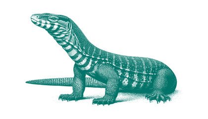 Fototapeta premium Ackie Monitor lizard vector