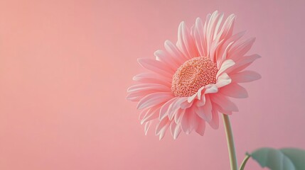 vibrant spring flower in full pink bloom isolated on a pastel background perfect for romantic seasonal floral design concepts