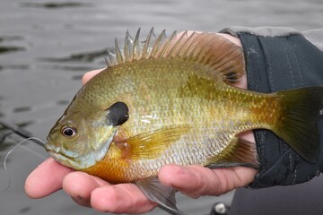 Springtime bluegills 