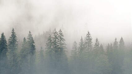 Misty mountain landscape with mysterious fir forest. Cross process filter, vintage hipster style