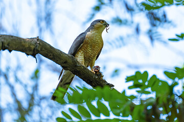 The male sparrowhawk or Eurasian sparrowhawk (Accipiter nisus) eats prey while sitting on a tree branch, with the leg of a small bird in his beak, holding the rest of the prey with his leg.