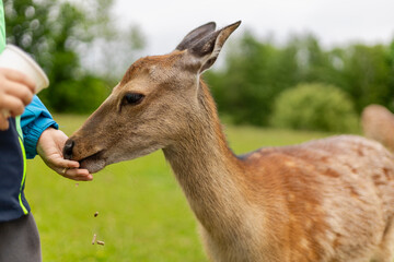 A deer leans in closely as a person offers food from their hand in a serene green landscape. The interaction happens under cloudy skies, showcasing a connection with nature