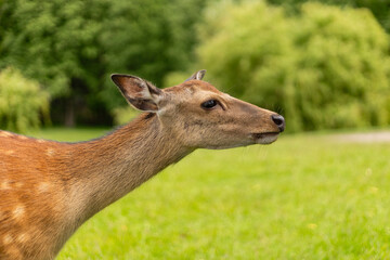 A deer stands gracefully in a verdant field surrounded by trees. Its soft fur blends with the natural scenery, highlighting the serenity of the moment