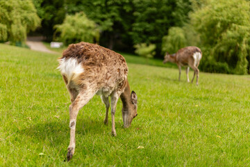 Two deer are peacefully grazing on vibrant green grass in a serene park. Tall trees create a natural backdrop, enhancing the tranquility of the warm day