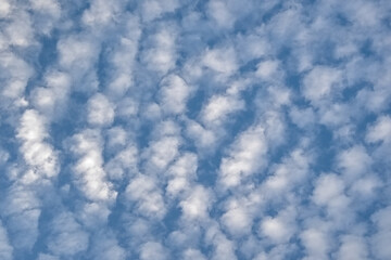 Blue mackerel sky with soft fluffy clouds. altocumulus clouds displaying an undulating, rippling...