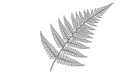 Black and white fern leaf illustration