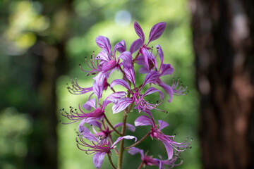 Gas plant in bloom. Pink flowers in forest. Dictamnus albus.